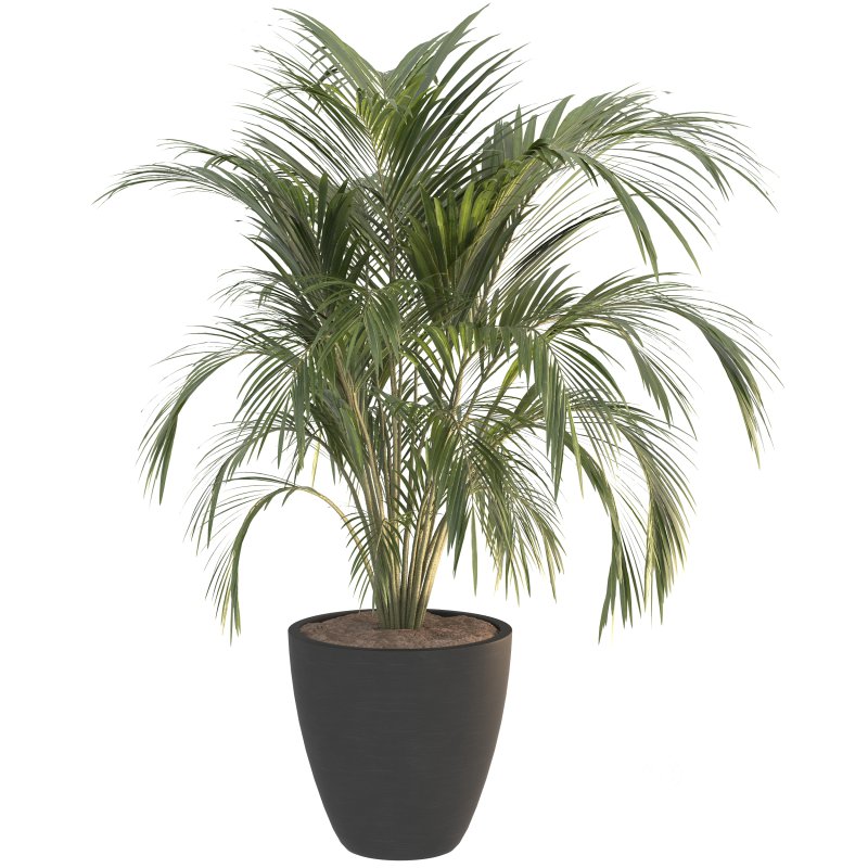 Black Metal Plant Set Image 8