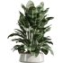 AV Indoor Plants Set 361 Zamiifolia and Areca Palm and Bird Of Paradise and Briful Pachira - Thumbnail 3