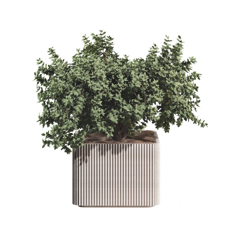 Lemon Tree in Pot Collection Image 5