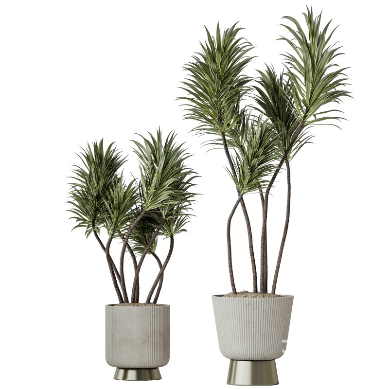 AV Indoor Plants Set 353 Spineless Yucca and Mission olive and Ravenala Banana Image 1