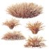 Acorus Gramineus Pusillus Ogon grasses - Thumbnail 10