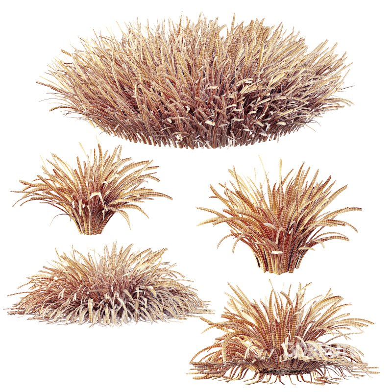 Acorus Gramineus Pusillus Ogon grasses Image 10