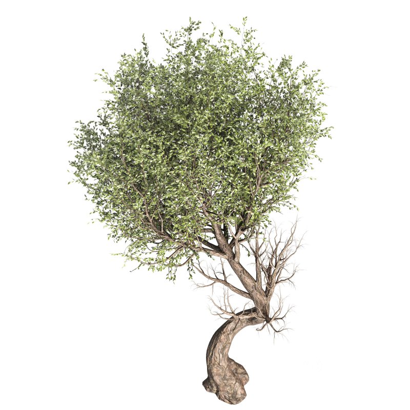 Tree set 001 Image 3