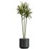 AV Indoor Plants Set 337 Dracaena Lemon and chefflera Umbrella and Rhapis Excelsa Palm - Thumbnail 3