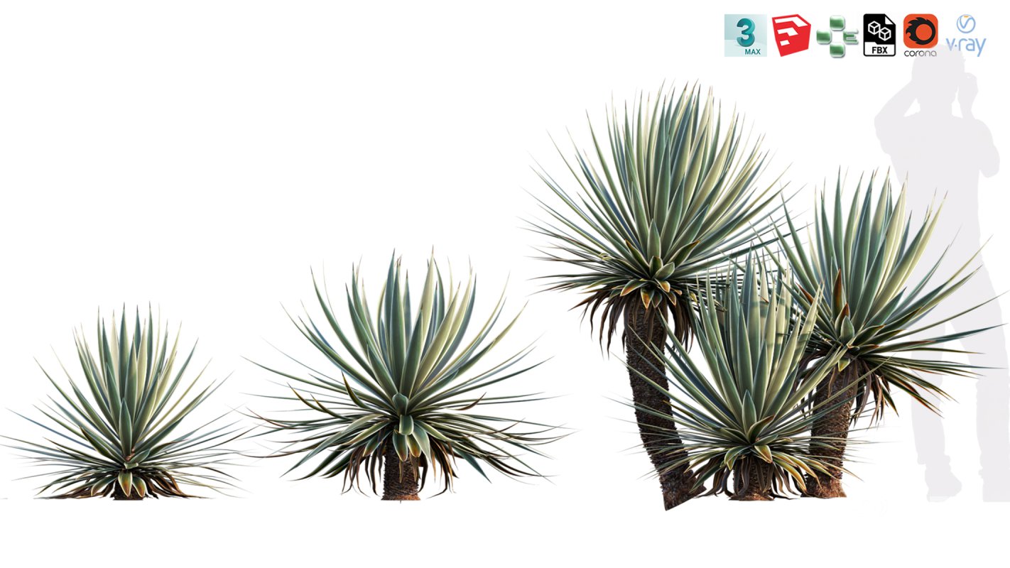 Collection 12 – Desert Garden Image 7