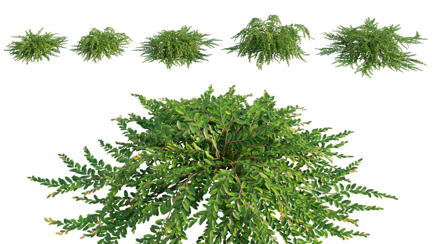 Collection 06 – Japanese Garden Image 15