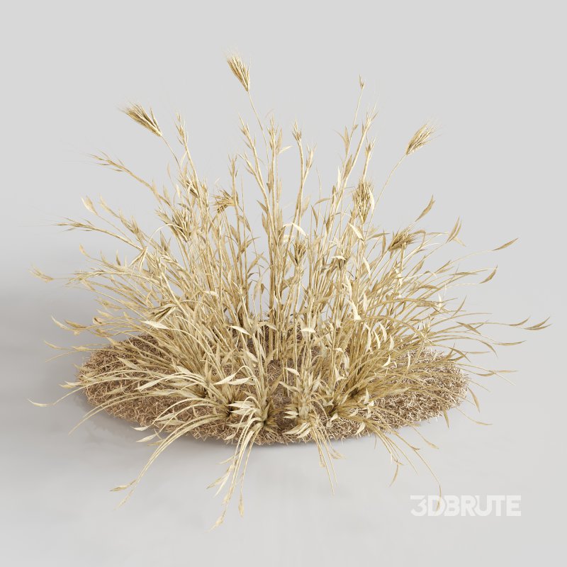 Dry Wheat Grass Clump Image 3