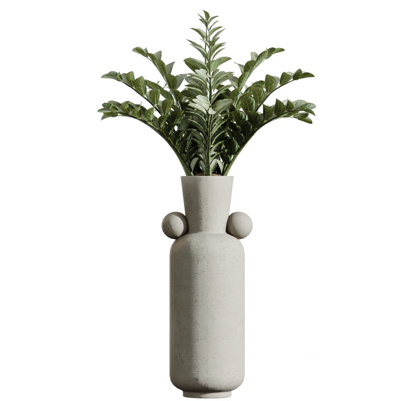 AV Indoor Plants Set 339 Ficus microcarpa and Ficus Cyathistipula and Zamiifolia Image 6