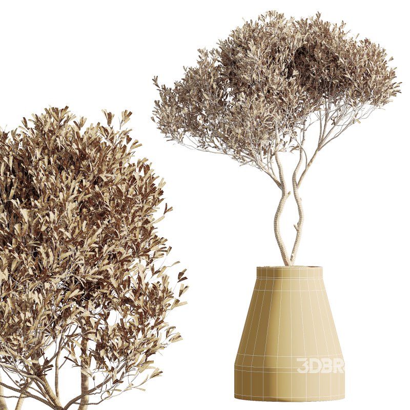 AV Indoor Plants Set 362 Arbequina Olive and Ficus Dracaena Marginata Image 5