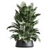AV Indoor Plants Set 318 Rhapis Excelsa Lady Palm and ParadiseBird and Dracaena Warneckii - Thumbnail 2