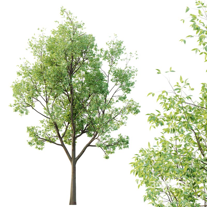 Celtis australis Tree 04 Image 3