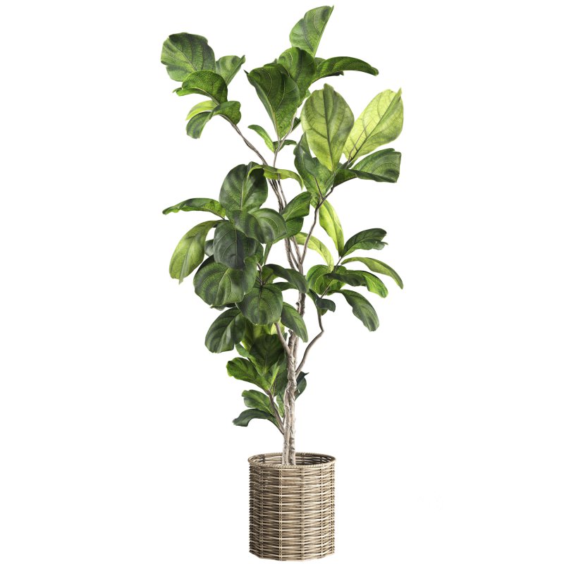 Bonsai Jungle Ficus Fiddle Leaf Fig 446 Image 5