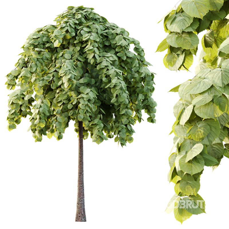 Tilia platyphyllos Tree 14 Image 7