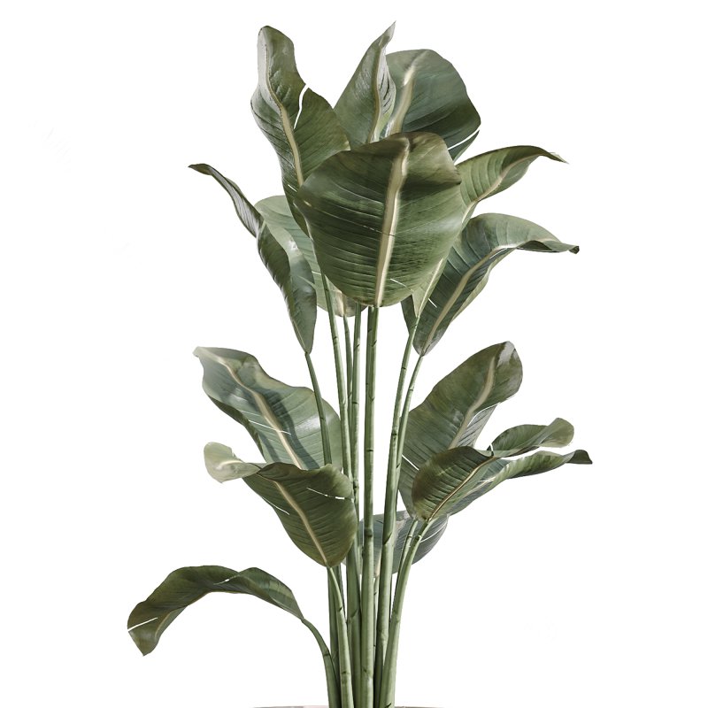 AV Indoor Plants Set 257 Dracaena Marginata and Olive and Bird of paradise Image 4