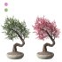 Bonsai Tree Set 001 - Thumbnail 2