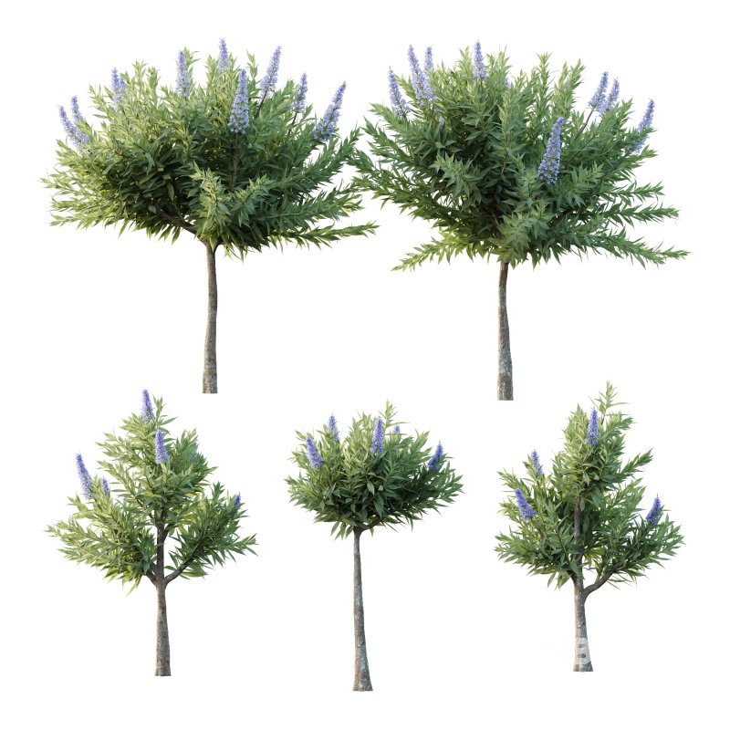 Echium candicans Pride of Madeira Bush 08 Image 1