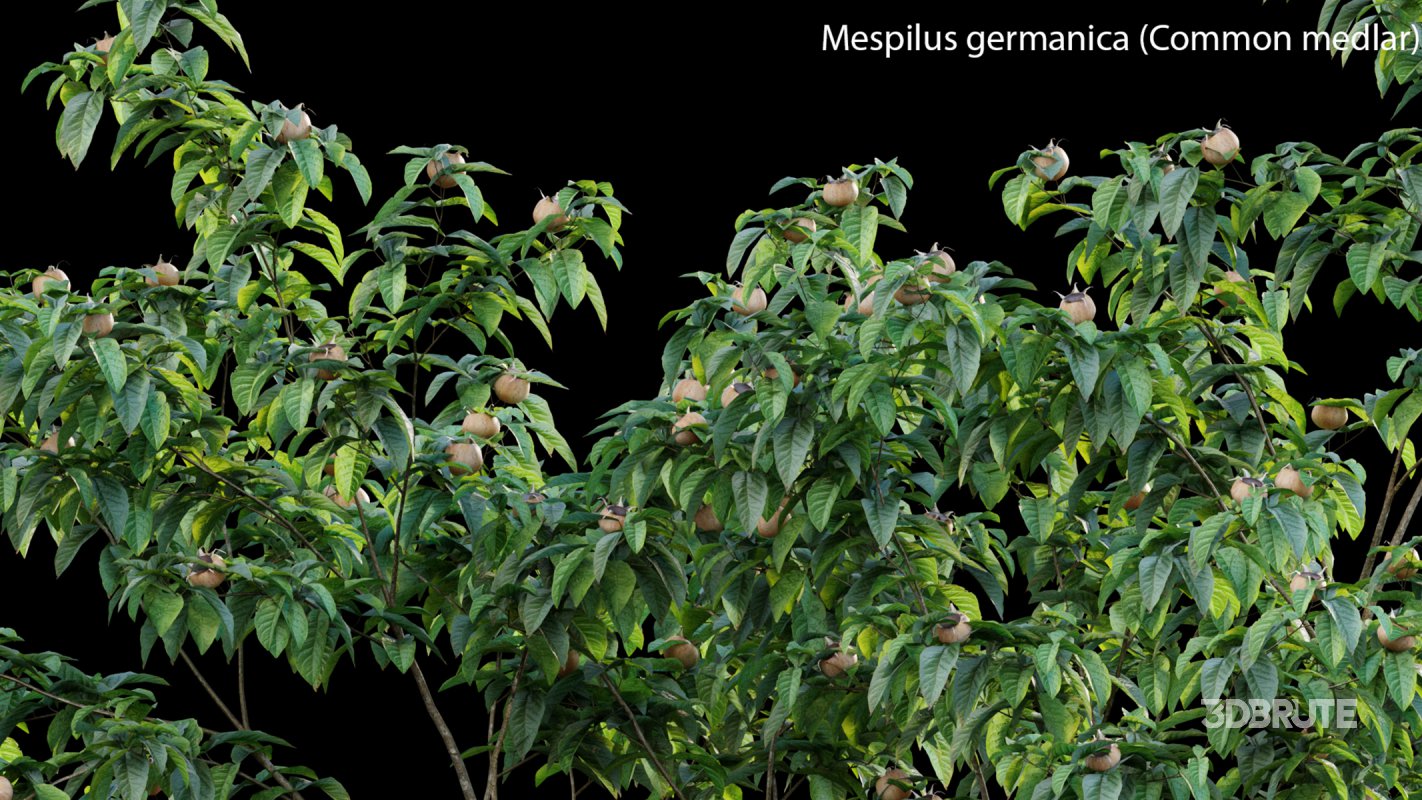 Collection 14 – English Garden Image 34