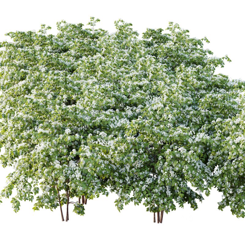 Philadelphia Bush 02 Image 5