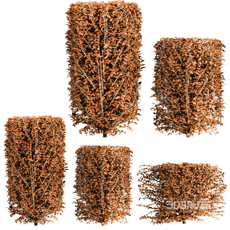 Autumn Bush Plants Set Image 3