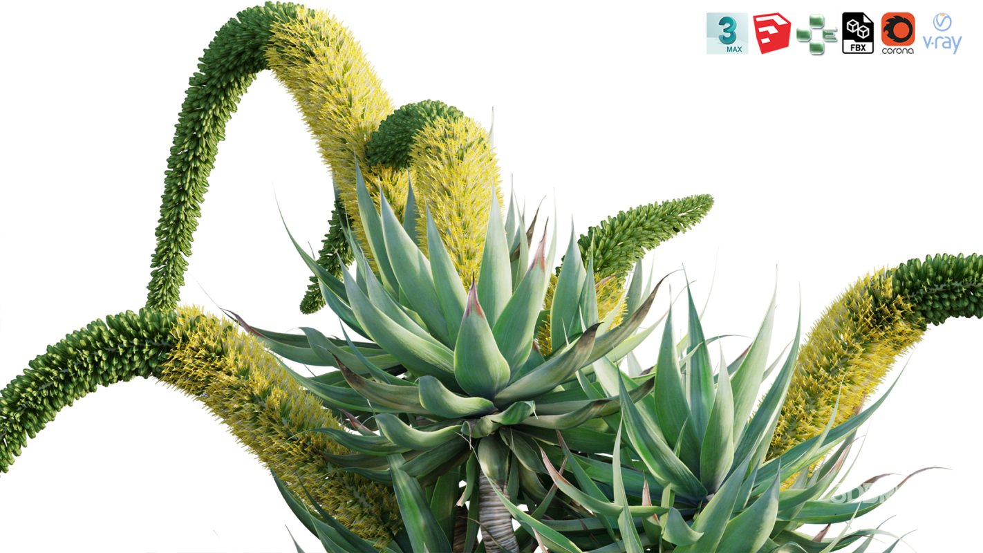 Collection 12 – Desert Garden Image 10