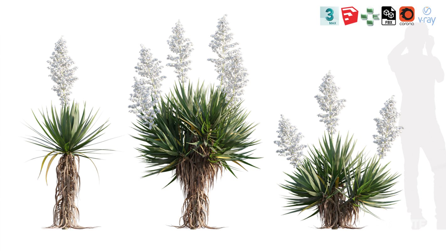 Collection 12 – Desert Garden Image 41