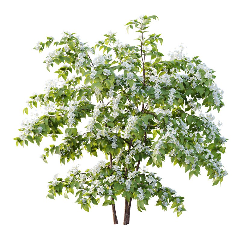 Philadelphia Bush 01 Image 3