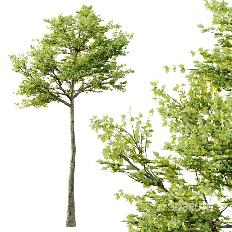 Sycamore Platanus Tree 03 Image 2