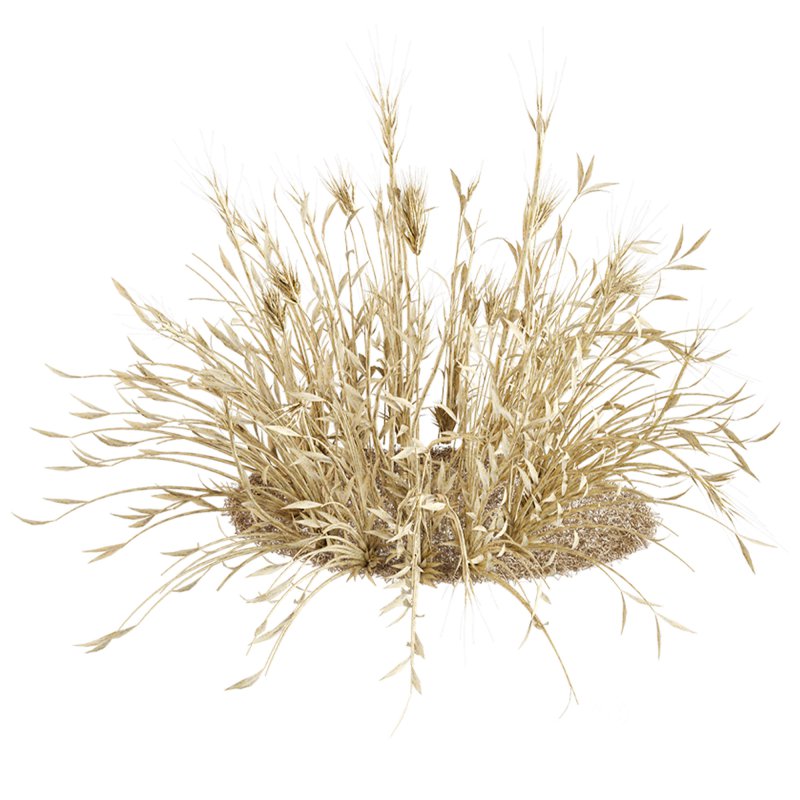 Dry Wheat Grass Clump Image 5