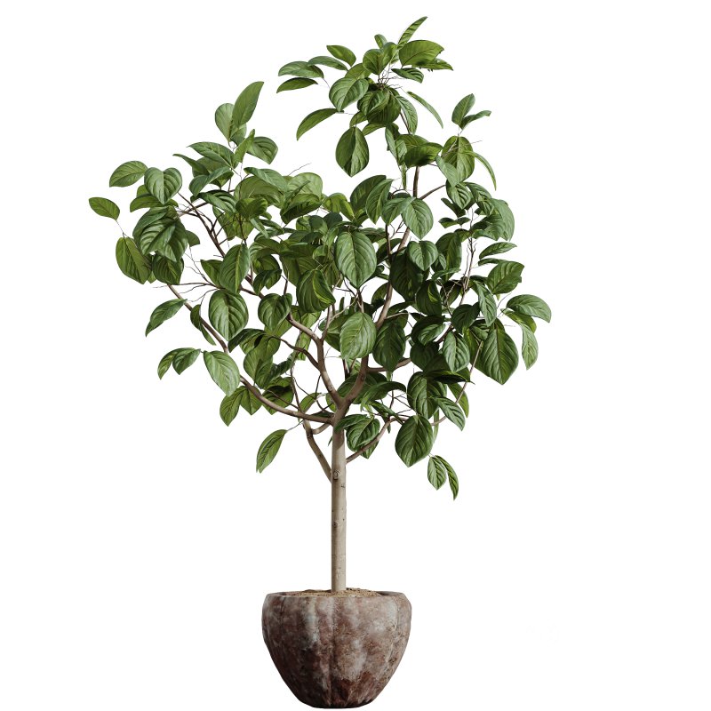 AV Indoor Plants Set 345 Ficus Dracaena Marginata and Alnus Alder Betulaceae Image 1