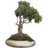 Bonsai - Thumbnail 4