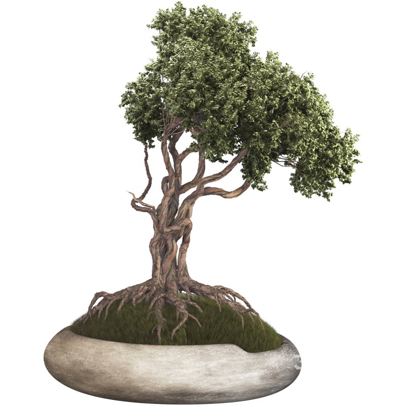 Bonsai Image 4