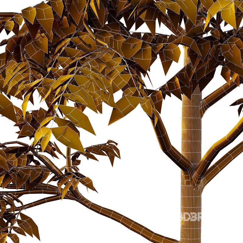 Celtis australis Tree 01 Image 7