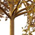 Celtis australis Tree 05 - Thumbnail 3