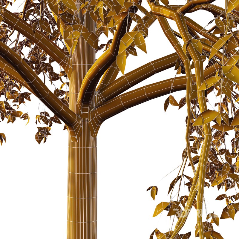 Celtis australis Tree 05 Image 3