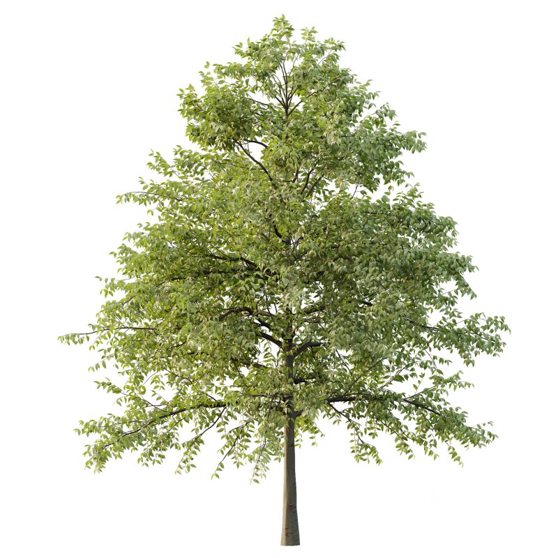 Celtis australis Tree 07 Image 3