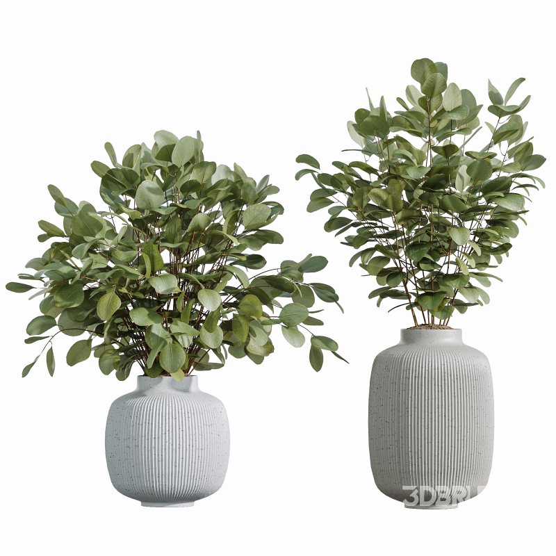 AV Indoor Plants Set 343 Eucalyptus Bouquet and Olive and Ficus Dracaena and Sansevieria Image 7