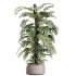 AV Indoor Plants Set 351 Dypsis Palm and Ficus Binnendijki and Ficus Cyathistipula and Elegant Monstera - Thumbnail 12
