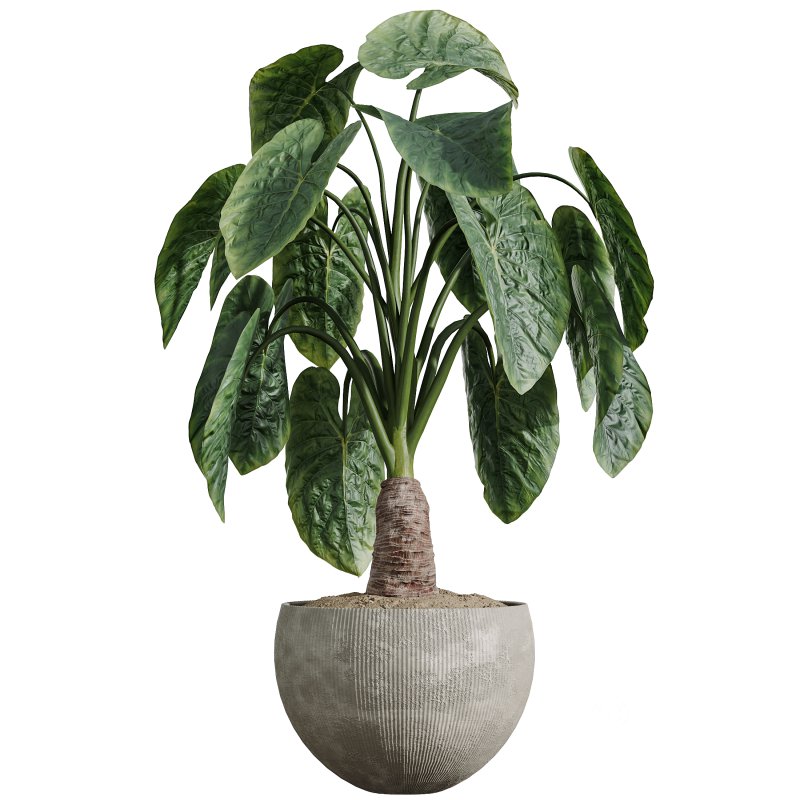 AV Indoor Plants Set 347 Arbequina Olive and Ficus Cyathistipula and Cunjevoi Alocasia and Yucca Palm Image 9