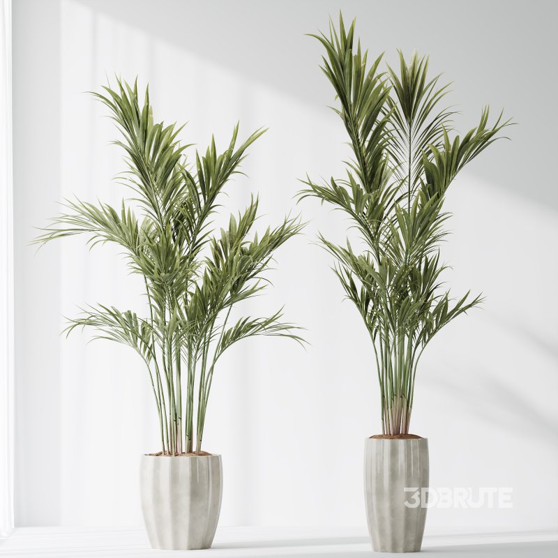 AV Indoor Plants Set 361 Zamiifolia and Areca Palm and Bird Of Paradise and Briful Pachira Image 1