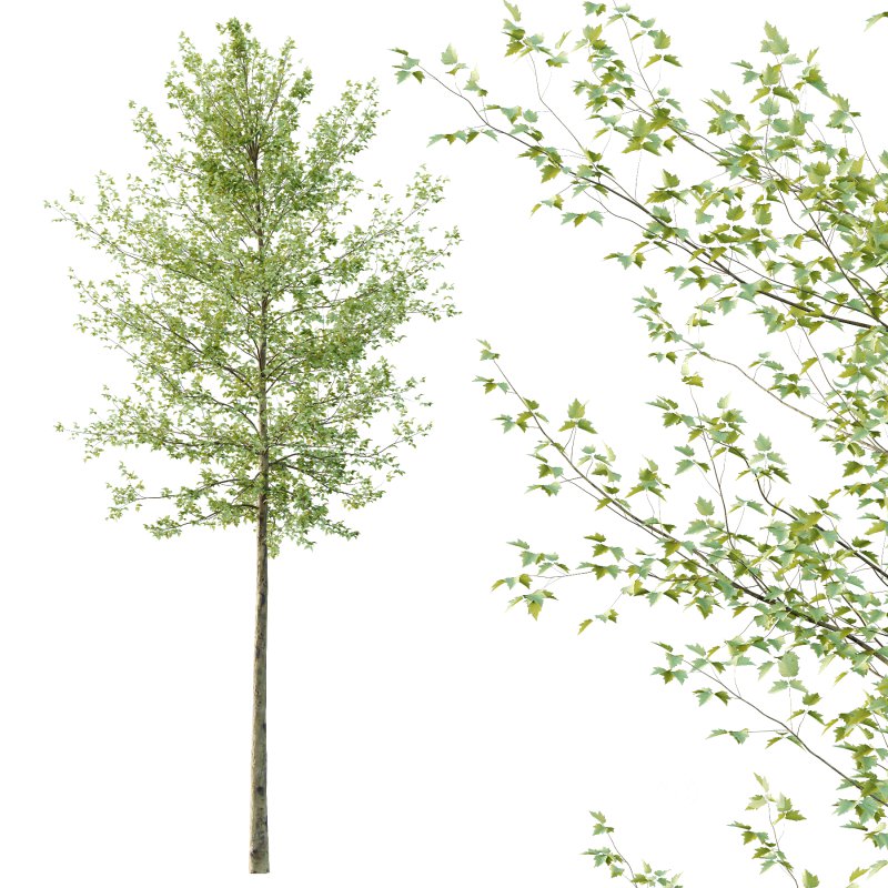 Sycamore Platanus Tree 06 Image 2