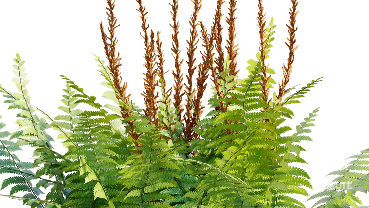 Collection 09 – Fern Garden Image 33