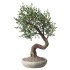 Bonsai Tree Set 001 - Thumbnail 1