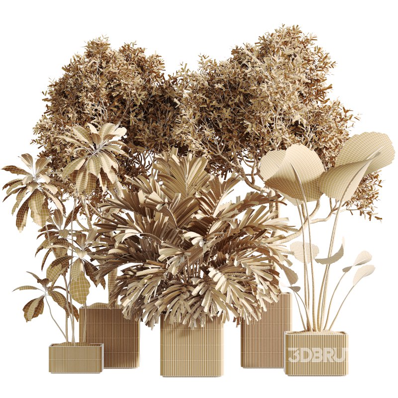 AV Indoor Plants Set 310 Olive and Banana Nicolai and Palm Kentia and Ficus Fig Image 5