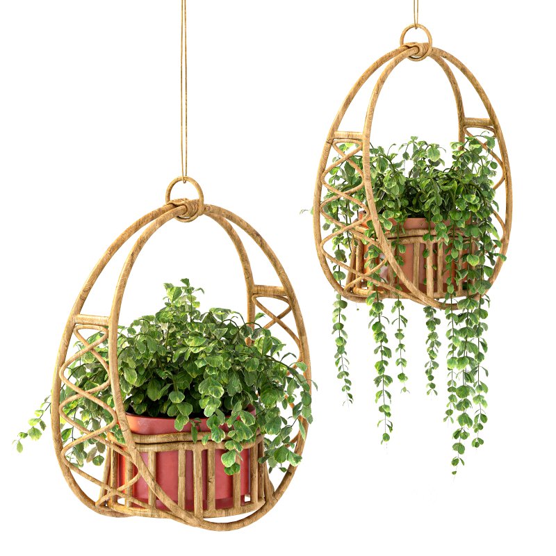 Boho Hanging Plants 05 Image 10