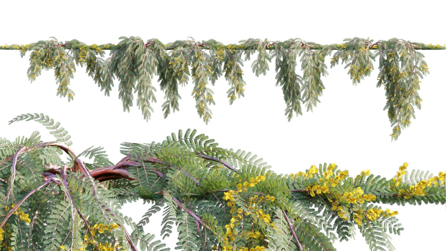 Collection 11 – Ground cover – Vines and Creepers Image 5