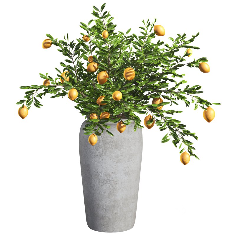 Indoor Bonsai Lemon Tree in Pot Image 2