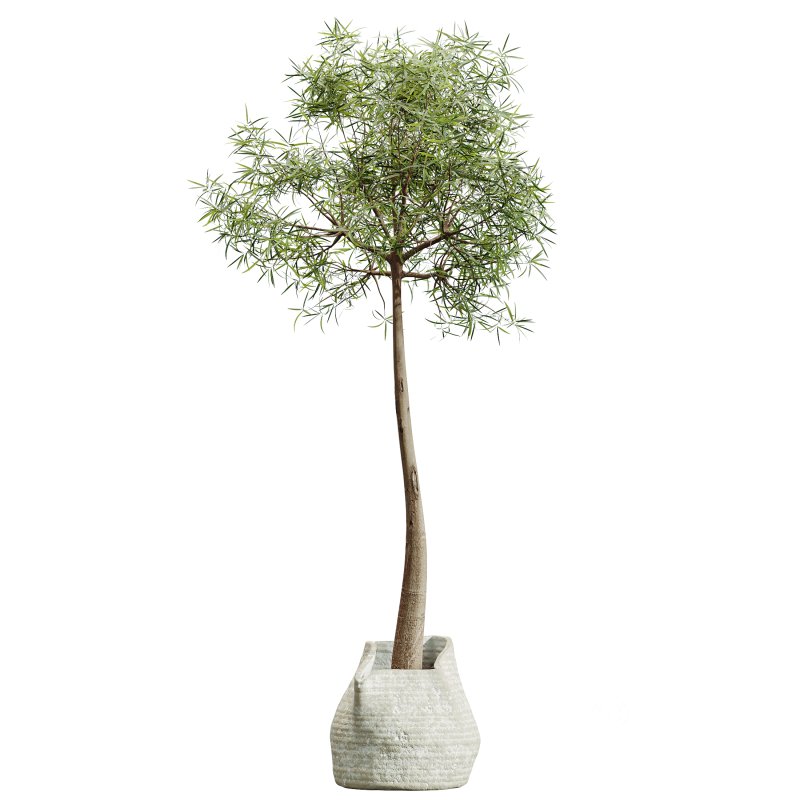 AV Indoor Plants Set 320 Banana Strelitzia Nicolai and Ficus Dracaena Marginata Image 3