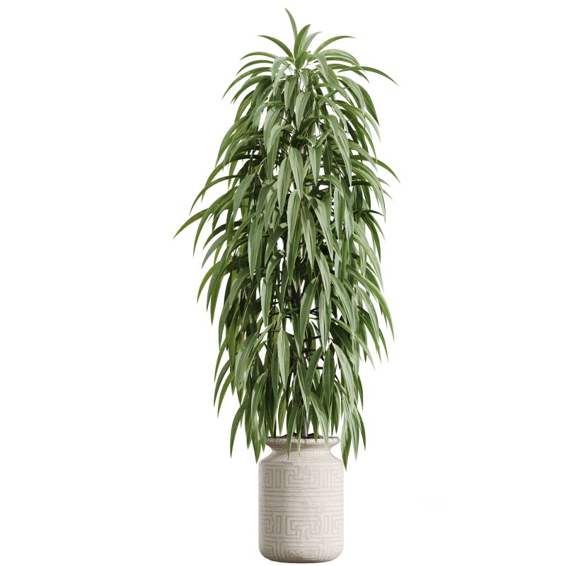 AV Indoor Plants Set 351 Dypsis Palm and Ficus Binnendijki and Ficus Cyathistipula and Elegant Monstera Image 8