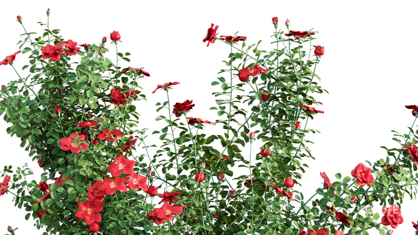 Collection 08 – Rose Garden Image 4