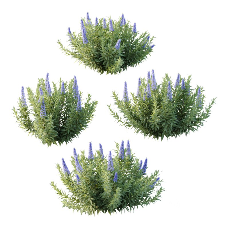 Echium candicans Pride of Madeira Bush 03 Image 1